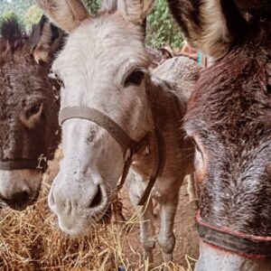 Adopt a Donkey