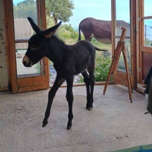 Adopt a Donkey